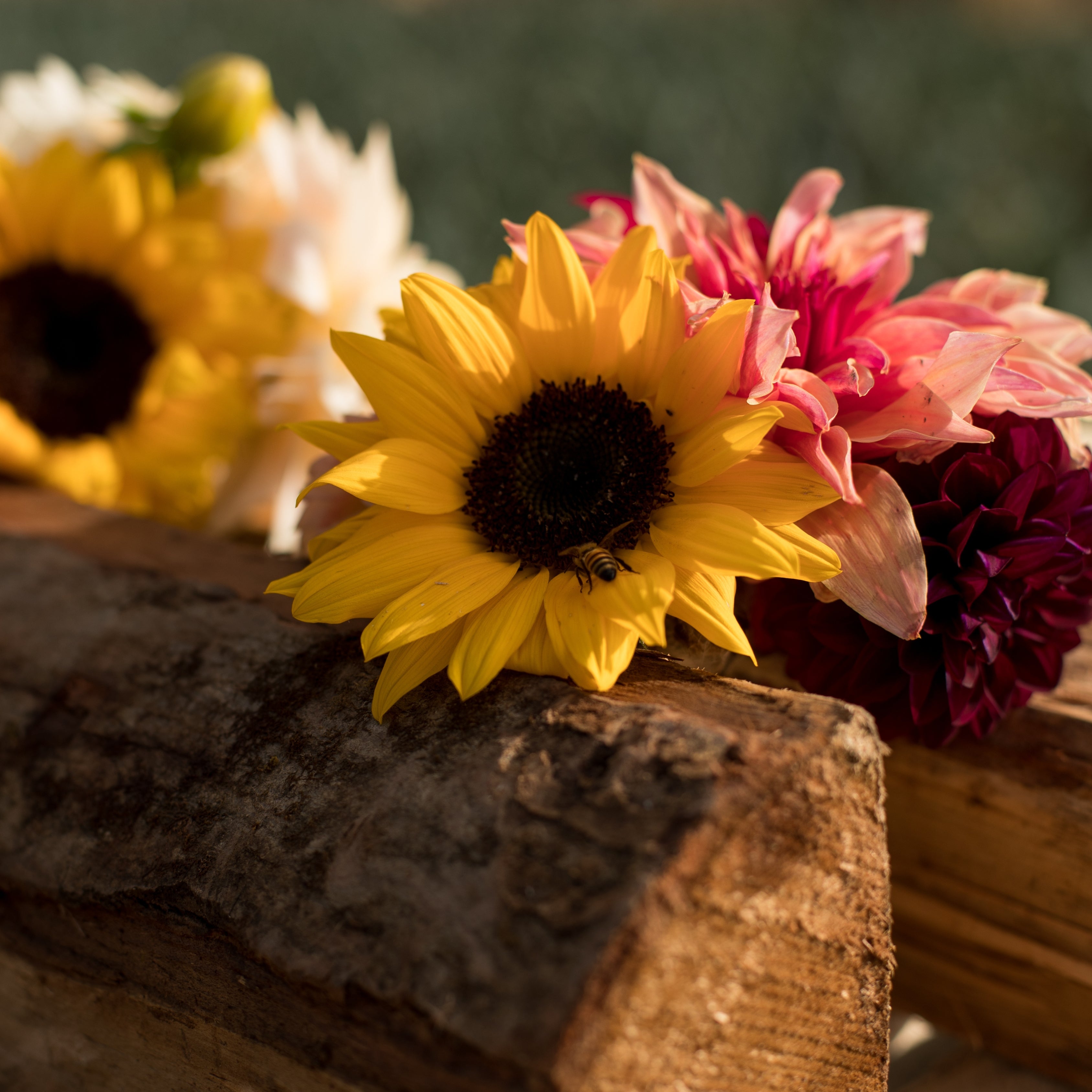 Autumn Farm Dinner