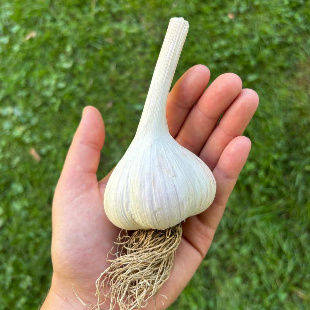 Bumper Box o' Garlic