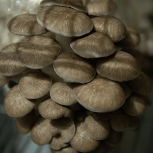 NYC Monthly Mushroom Subscription