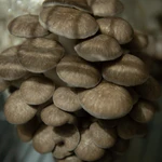 Load image into Gallery viewer, 2024 Autumn Mushroom Lover&#39;s Share
