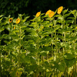 Load image into Gallery viewer, NYC 2024 Sunflower Share
