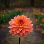 Load image into Gallery viewer, 2024 Dahlia Share
