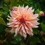 Load image into Gallery viewer, 2024 Dahlia Share
