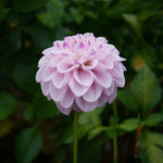 Load image into Gallery viewer, NYC 2024 Dahlia Share
