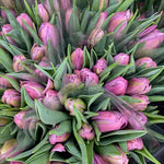 Load image into Gallery viewer, NYC 2025 Spring Tulip Share
