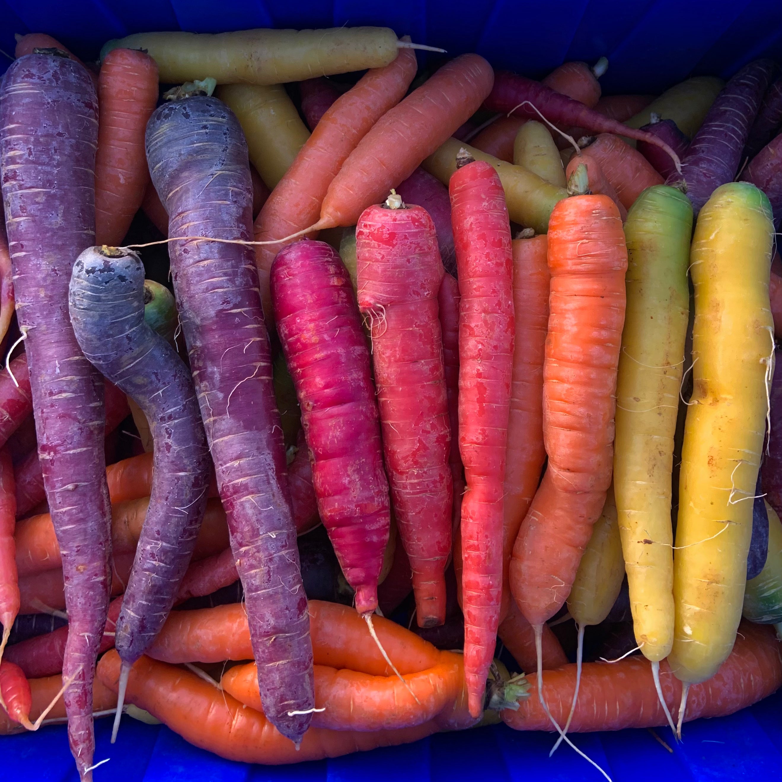 Bumper Box o' Carrots