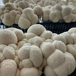 Load image into Gallery viewer, NYC Monthly Mushroom Subscription
