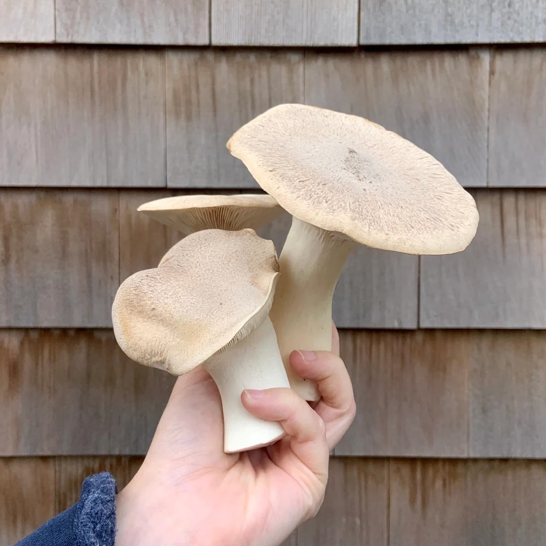 NYC Monthly Mushroom Subscription