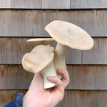 Load image into Gallery viewer, NYC Monthly Mushroom Subscription
