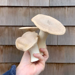 Load image into Gallery viewer, 2024 Summer Mushroom Lover&#39;s Share
