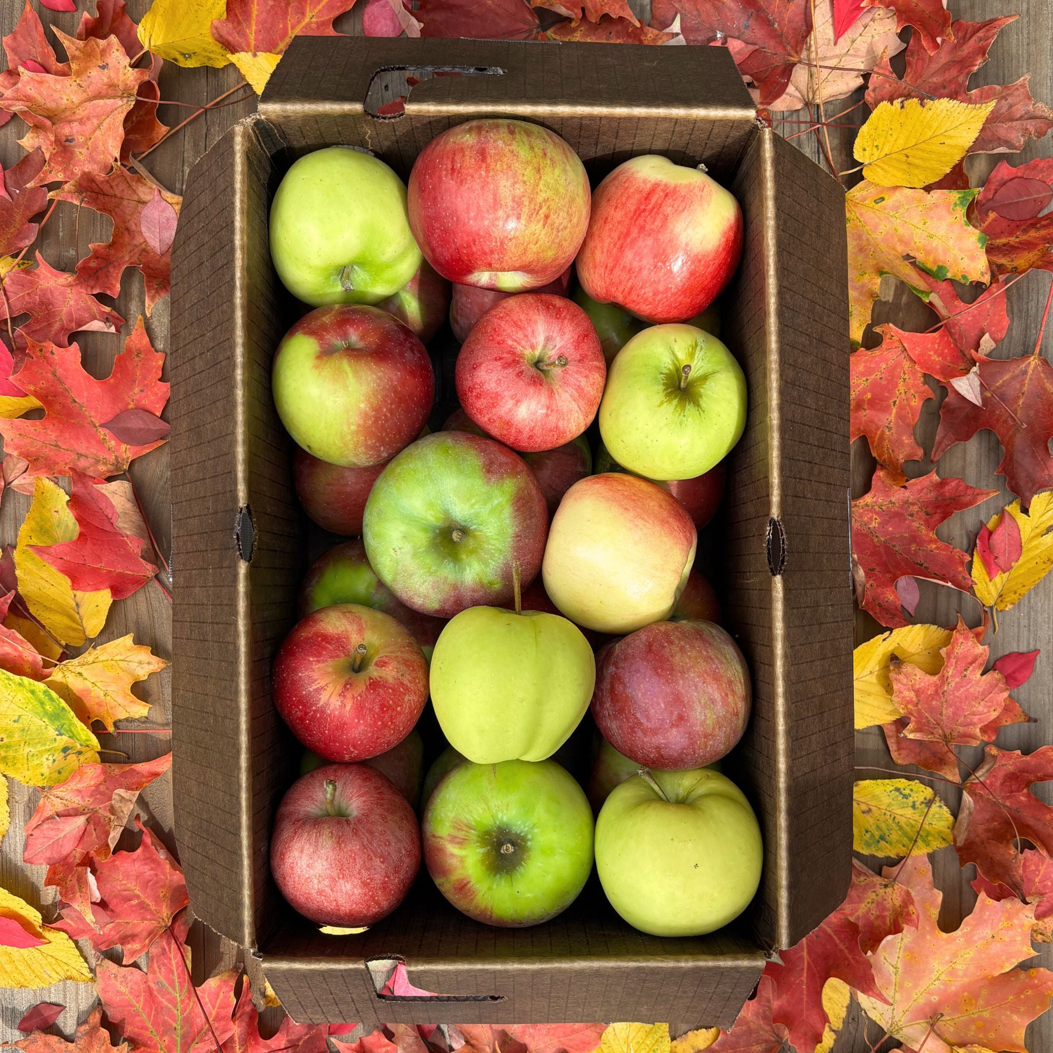 2025 Autumn Apple Share