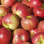 Load image into Gallery viewer, NYC 2026 Autumn Apple Share
