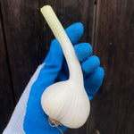 Load image into Gallery viewer, 2026 Garlic Lover's Share
