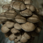 Load image into Gallery viewer, NYC 2025 Winter Mushroom Lover&#39;s Share
