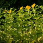 Load image into Gallery viewer, 2024 Sunflower Share
