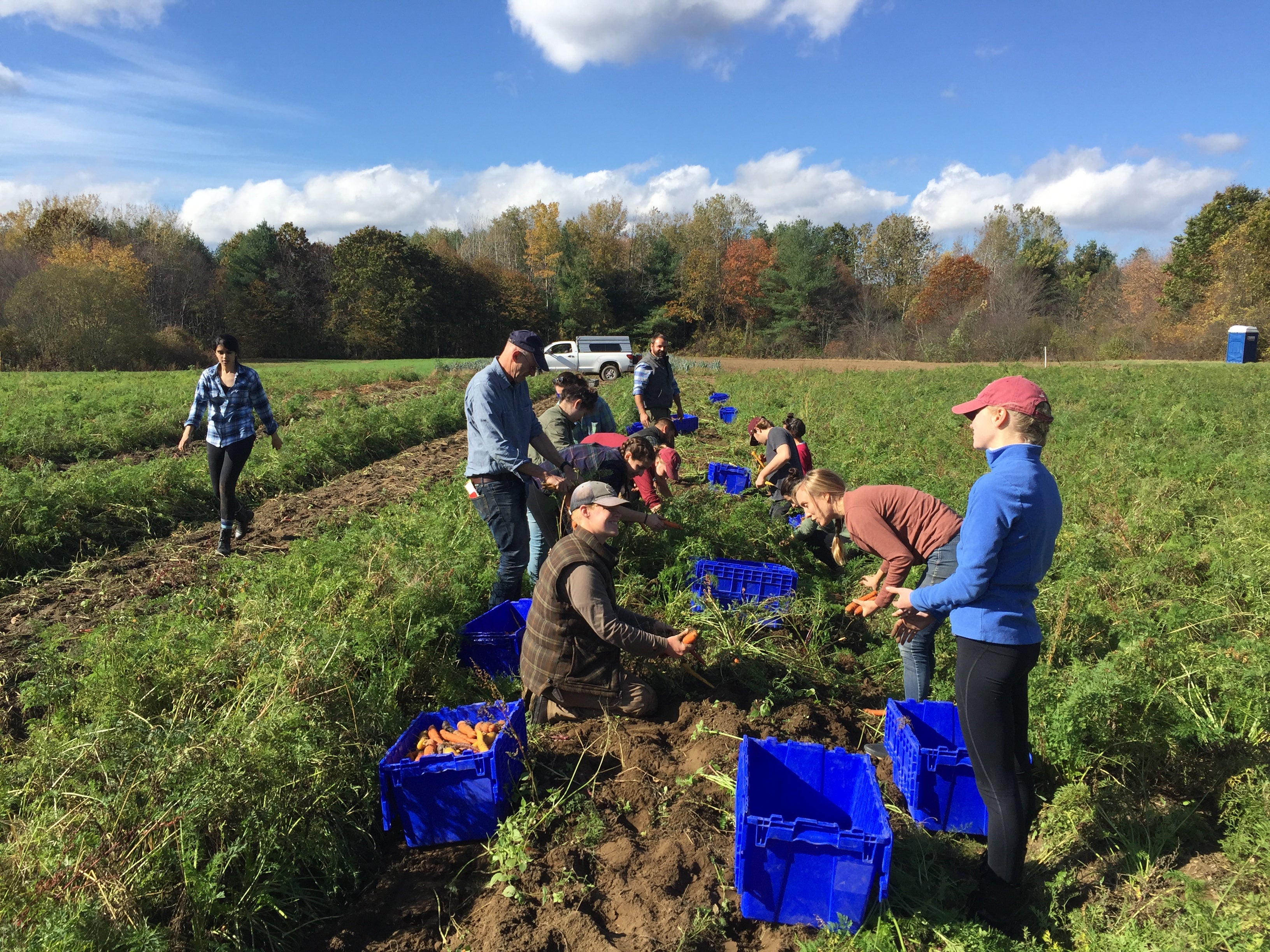 10th Annual Old-Fashioned Carrot Pull