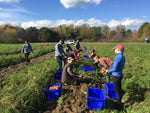 Load image into Gallery viewer, 10th Annual Old-Fashioned Carrot Pull
