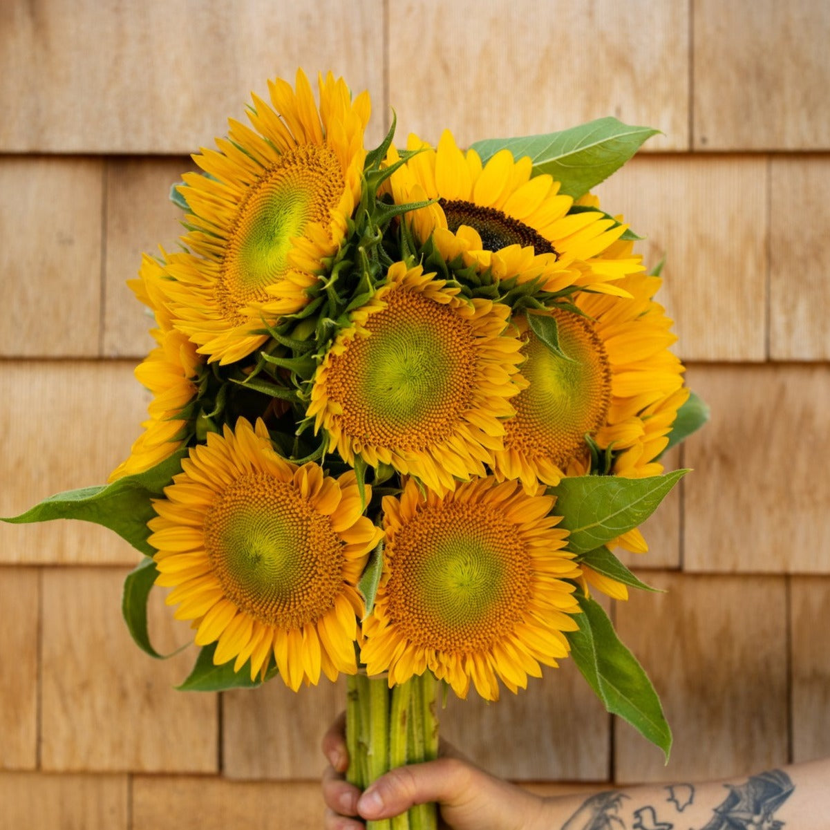 2024 Sunflower Share