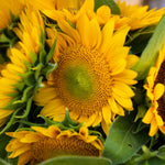 Load image into Gallery viewer, 2024 Sunflower Share
