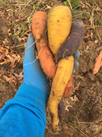 Load image into Gallery viewer, 10th Annual Old-Fashioned Carrot Pull
