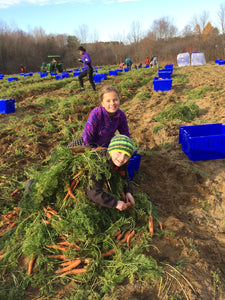 10th Annual Old-Fashioned Carrot Pull