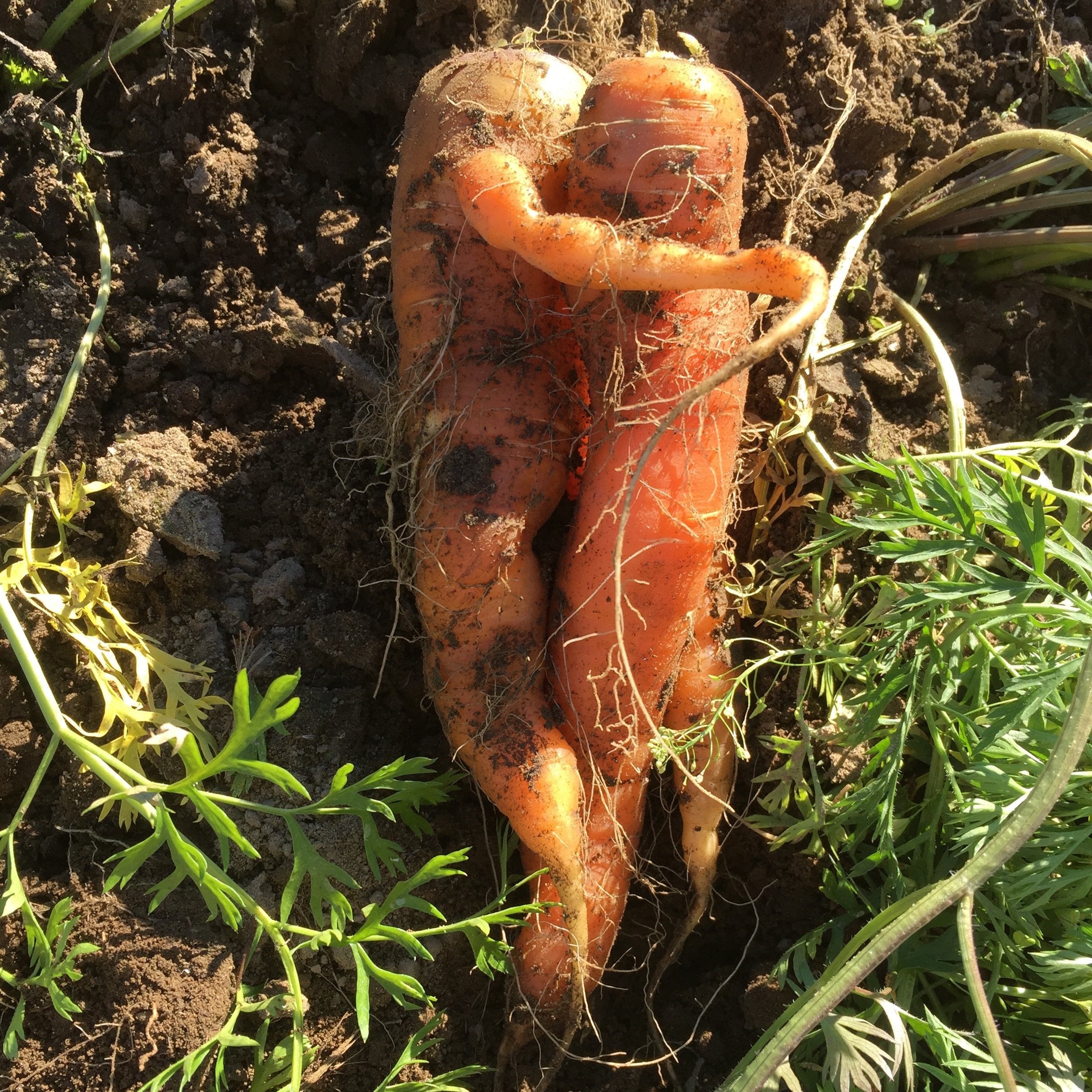 10th Annual Old-Fashioned Carrot Pull