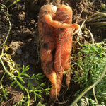 Load image into Gallery viewer, 10th Annual Old-Fashioned Carrot Pull
